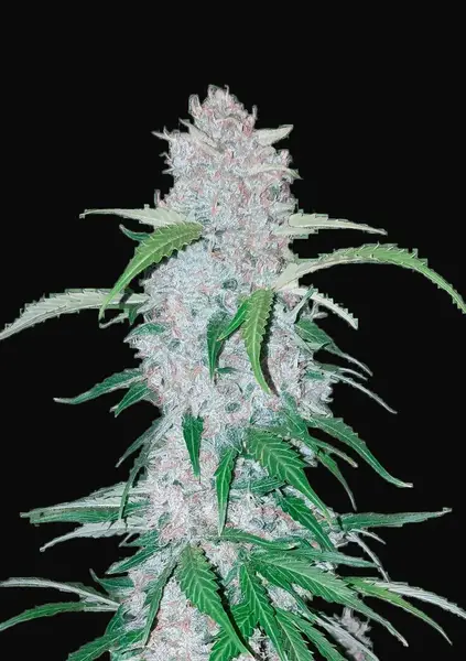 Six Shooter Auto