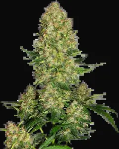 Skunk #1 Automatic