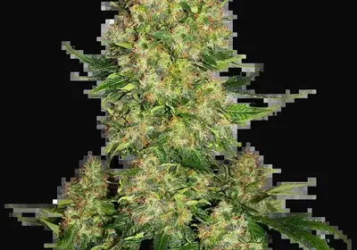 Skunk #1 Automatic