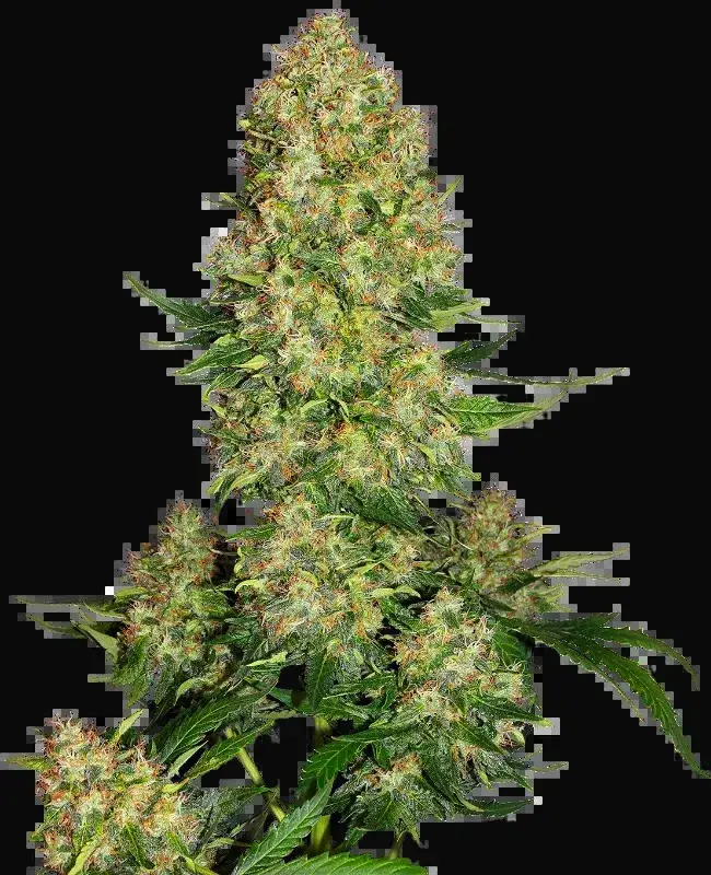 Skunk #1 Automatic