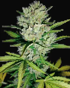 Skunk #1 Automatic