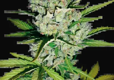 Skunk #1 Automatic