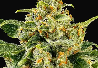 Skunk #1