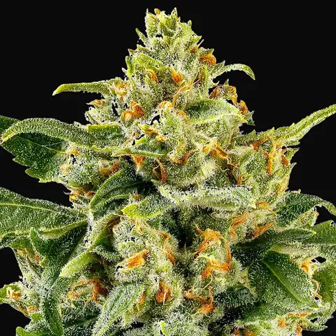 Skunk #1
