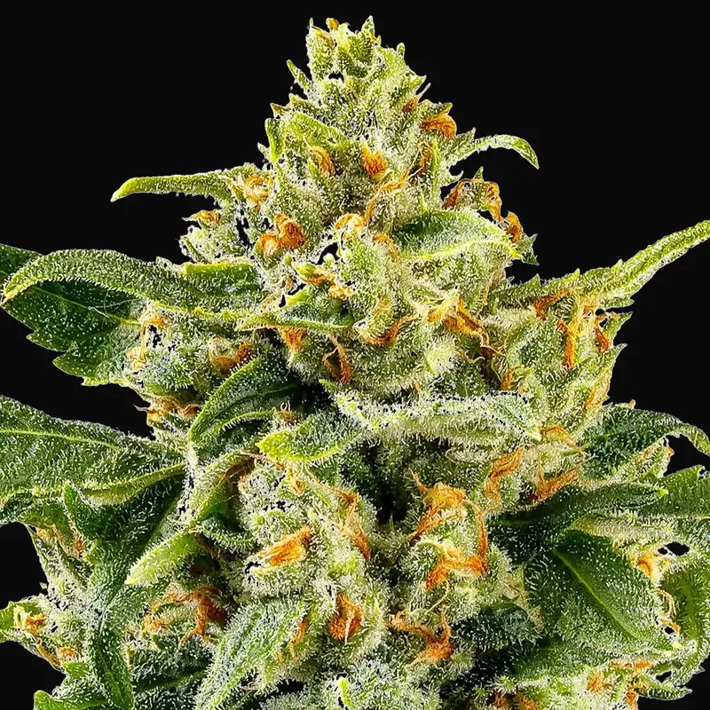 Skunk #1