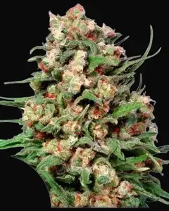 Skunk #1
