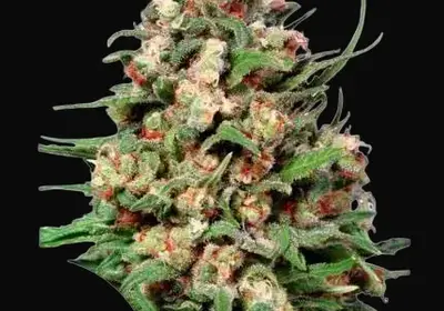 Skunk #1