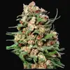 Skunk #1