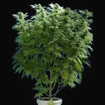 Skunk #1 — zdjęcie 3