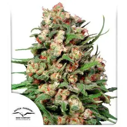 Skunk #1