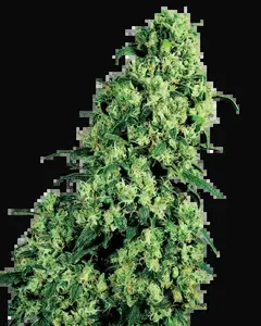 Skunk #1 Feminized
