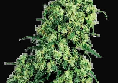 Skunk #1 Feminized