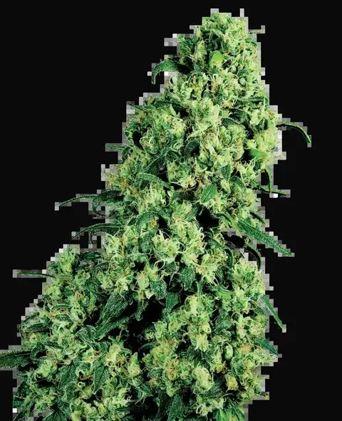 Skunk #1 Feminized