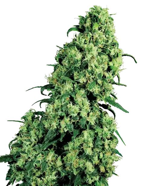 Skunk #1 Feminized