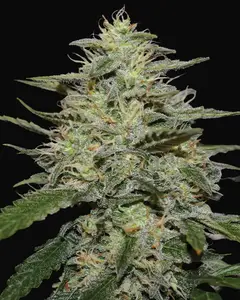 Skunk 1