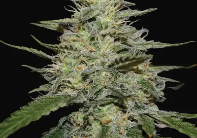 Skunk 1