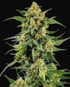 Skunk #1 Regular