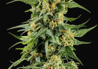 Skunk #1 Regular