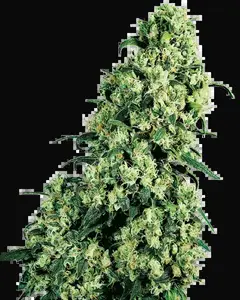 Skunk #1 Regular