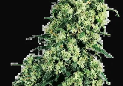 Skunk #1 Regular