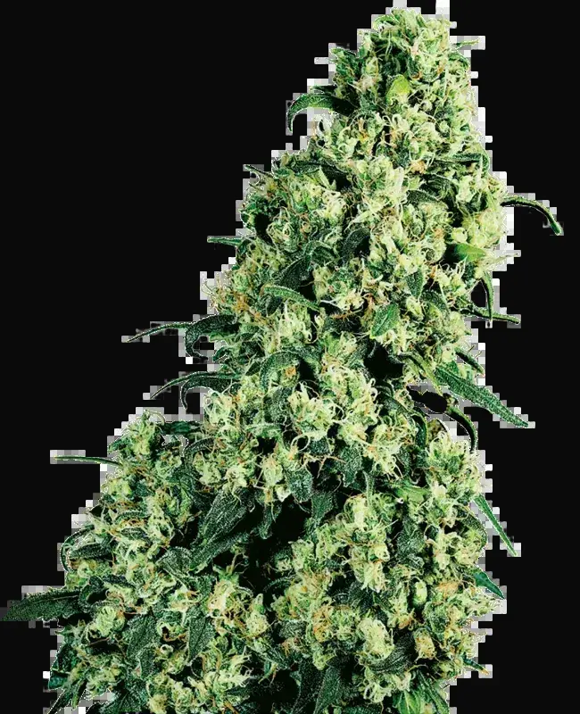 Skunk #1 Regular