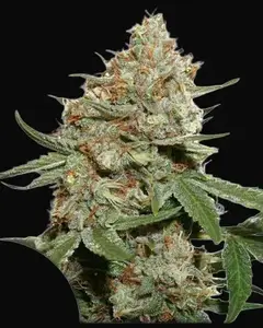 Skunk #11