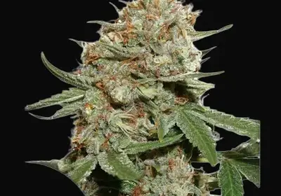 Skunk #11