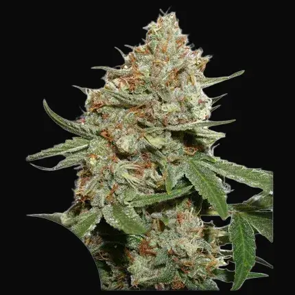 Skunk #11
