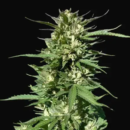 Skunk #11 — zdjęcie 4