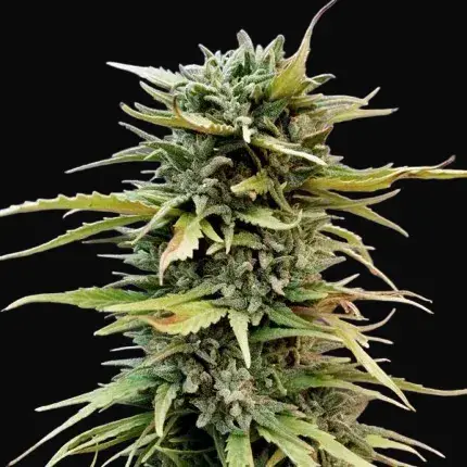 Skunk #11 — zdjęcie 2