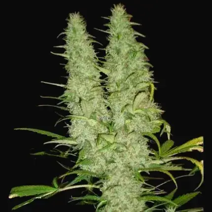 Skunk #11 — zdjęcie 5