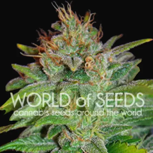 Skunk 47