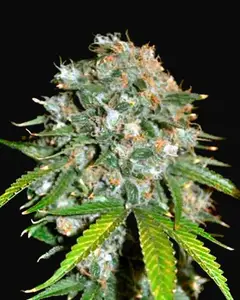 Skunk 99