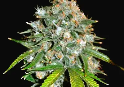 Skunk 99