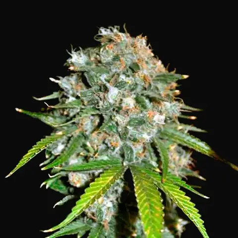 Skunk 99