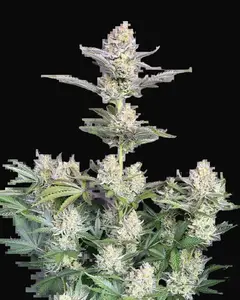 Skunk Auto