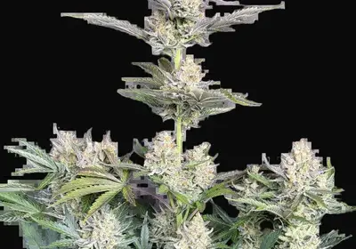 Skunk Auto