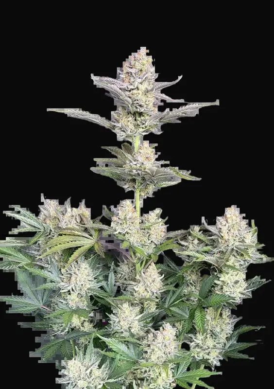 Skunk Auto