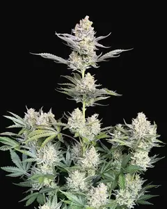Skunk Auto