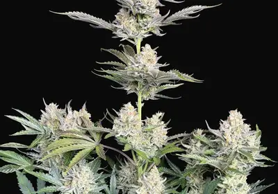 Skunk Auto