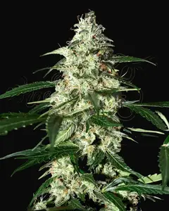 Skunk Auto