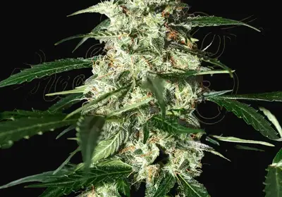Skunk Auto