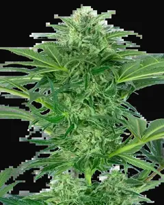 Skunk Dream CBD Feminized
