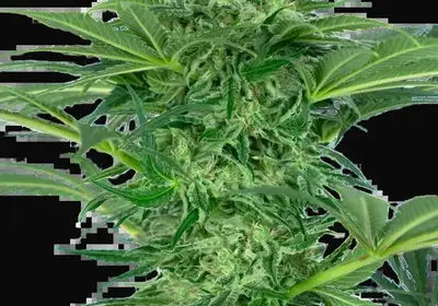Skunk Dream CBD Feminized