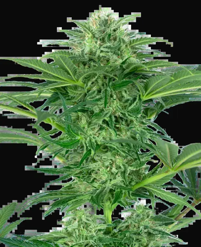 Skunk Dream CBD Feminized