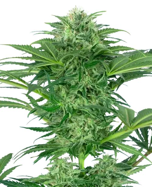 Skunk Dream CBD Feminized