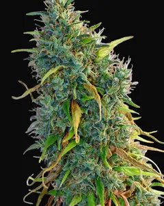 Skunk Haze