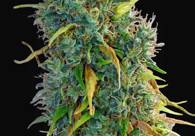 Skunk Haze