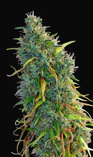Skunk Haze
