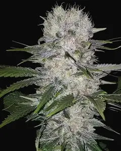 Skunk Hero RBX1